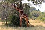 TANZANIA - Serengeti National Park - 460